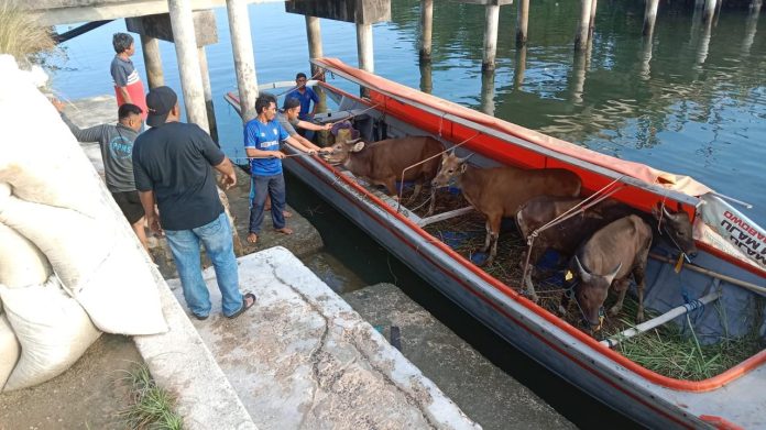 Sapi Kurban dari Ketua DPRD Provinsi Iman Sutiawan akan dibawakan ke berbagai pulau. Foto : ist
