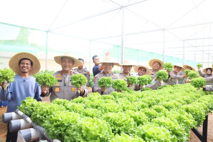 Kepri Irjen. Pol. Asep Safrudin didampingi Wakapolda Kepri Brigjen Pol. Dr. Anom Wibowo, serta dihadiri para Pejabat Utama Polda Kepri, panen perdana sayuran hydroponic. Foto : ist