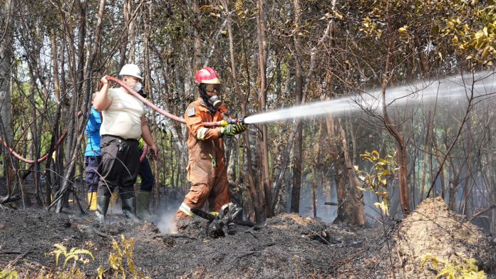 Petugas Damkar tengah memadamkan api di kawasan hutan Nongsa yang terbakar. Foto : ist